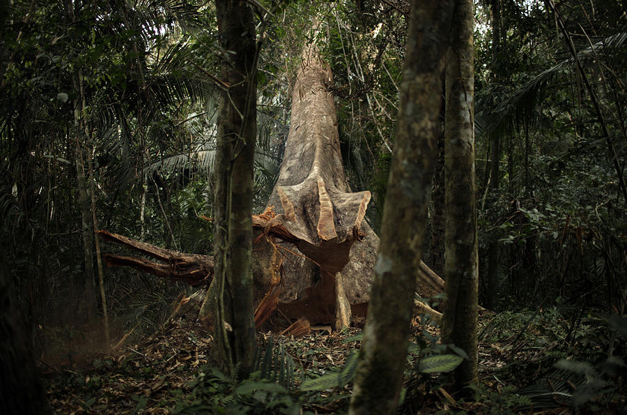 A Shiwawaco tree falls after being cut during a forest management project Photograph by Bloomberg Creative Photos
