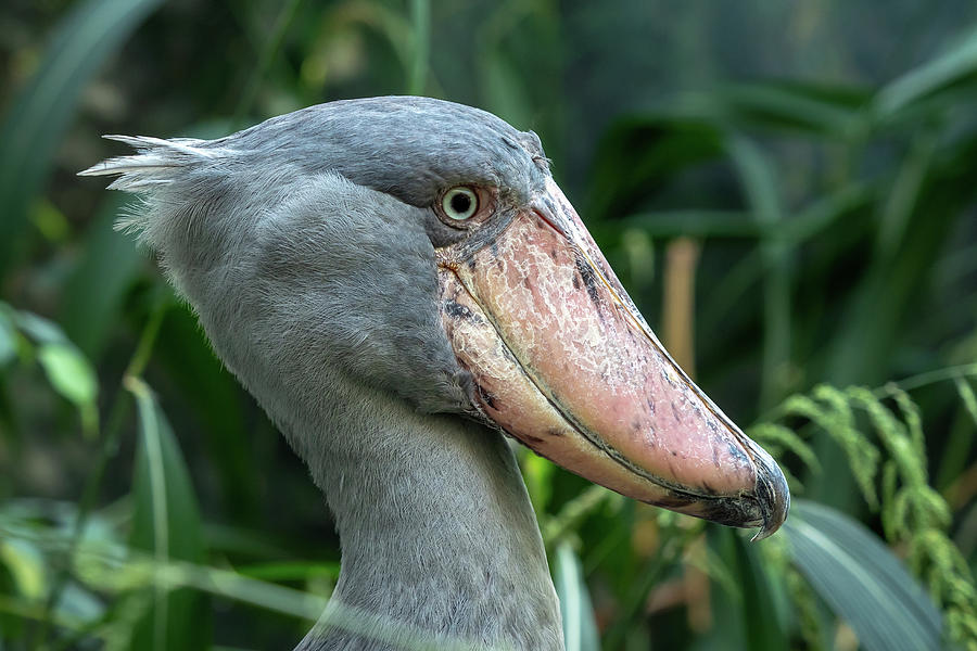 A shoebill, Balaeniceps rex, stork standing surrounded by plants ...