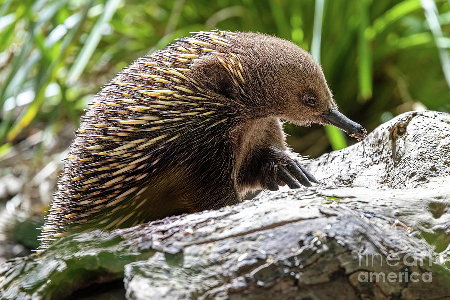 A short beaked echidna, Tachyglossus aculeatu, also known as the spiny anteater. This is an egg laying mammal or monotreme. Photograph by Jane Rix
