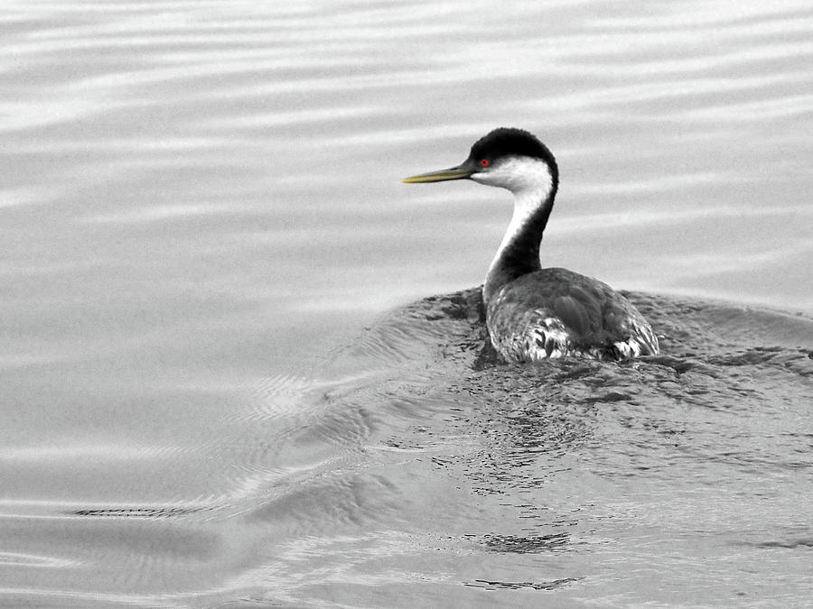 A Shot Of A Grebes Red Eye Photograph