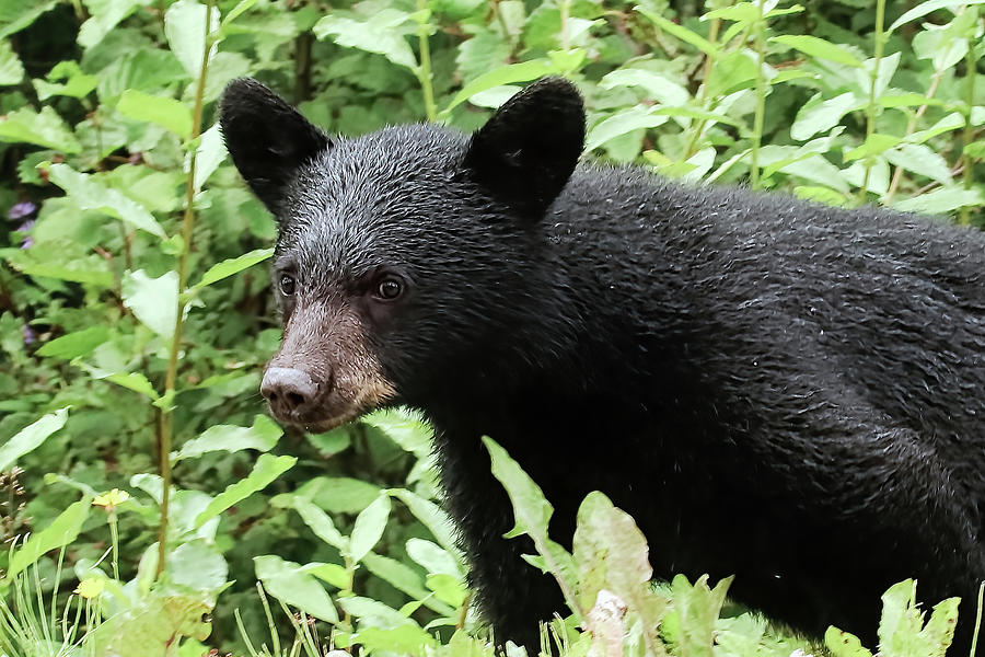 A shy black bear cub looks at the camera Photograph by Amelia Martin ...