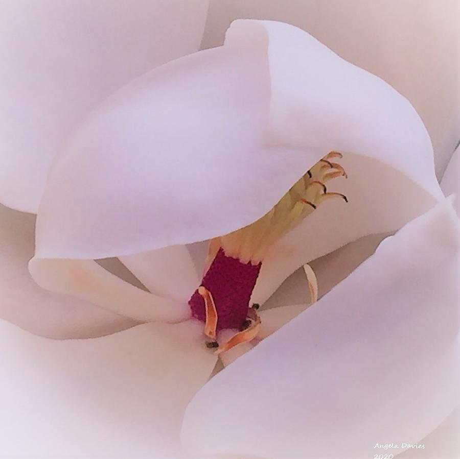 A Shy Magnolia Photograph by Angela Davies