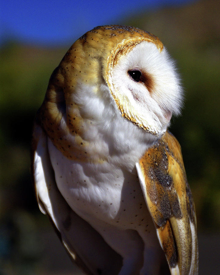 Owl Photograph - A Sideways Glance by Douglas Taylor