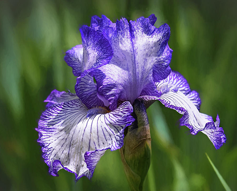 Iris Photograph - A Sign of Spring by Mary Lynn Giacomini