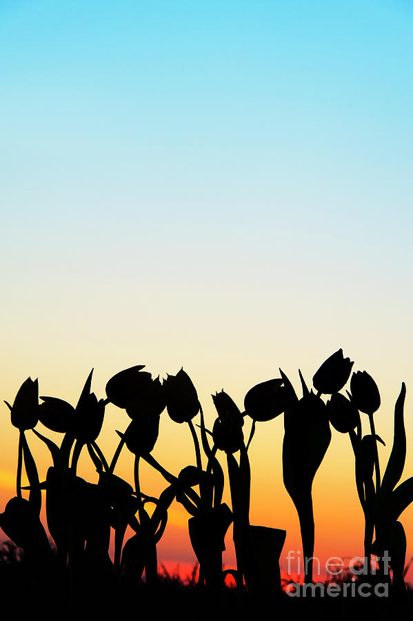 A Silhouette of Tulips Photograph by Tim Gainey