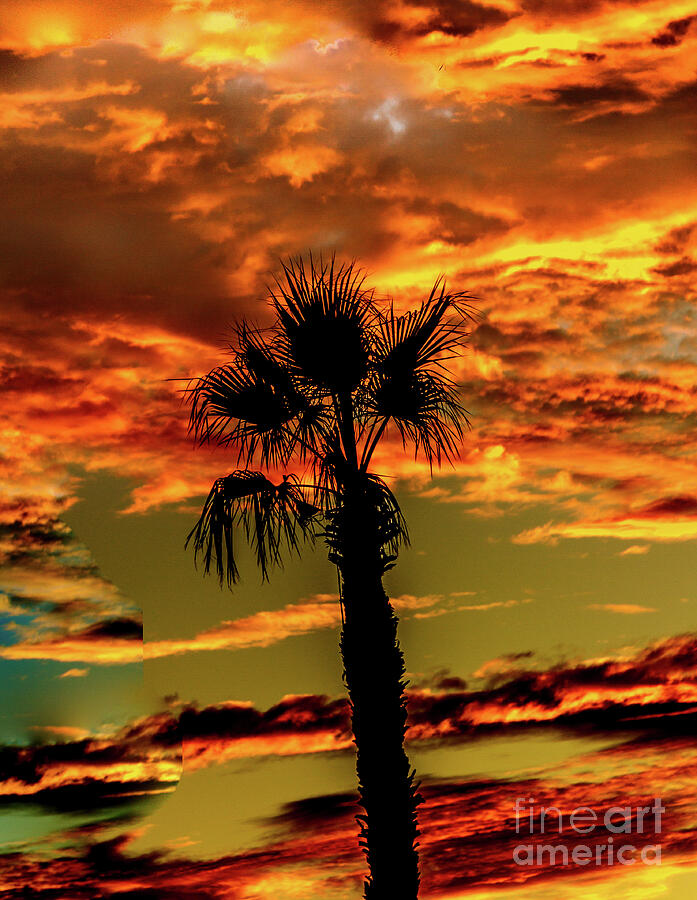 Sunset Photograph - A Silhouette Palm Tree by Robert Bales