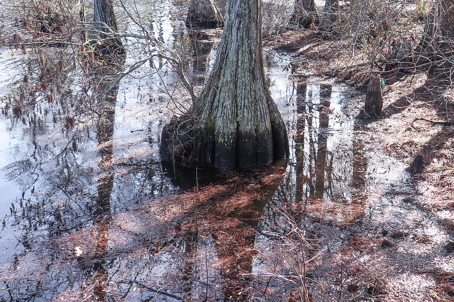 A Silver Waters Cypress Stump Photograph by Ed Williams