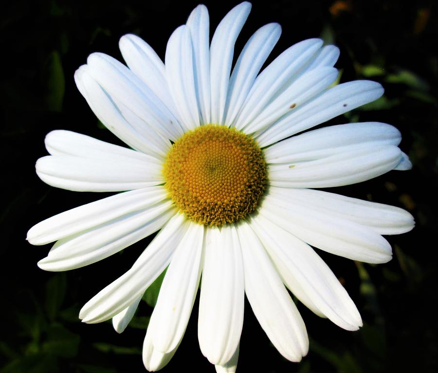 A Simple Daisy Photograph by Jackie Locantore - Fine Art America