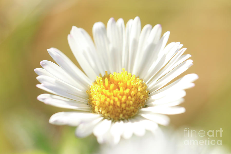 A simple Daisy Photograph by Terri Waters