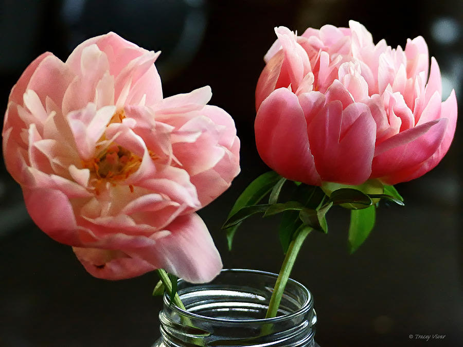 A Simple Pink Peony Bouquet Photograph by Tracey Vivar