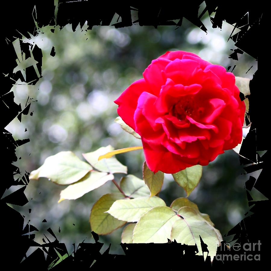 A Simple Red Garden Rose Photograph by Philip And Robbie Bracco