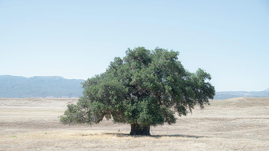 A Simple Tree Photograph by Joseph Smith