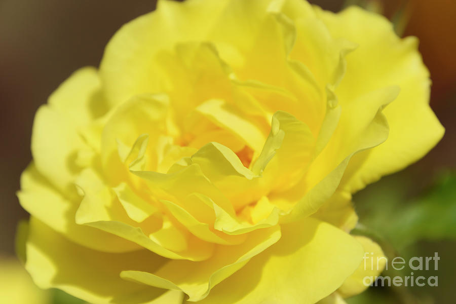 A Simple Yellow Rose Photograph by Wendy Wilton