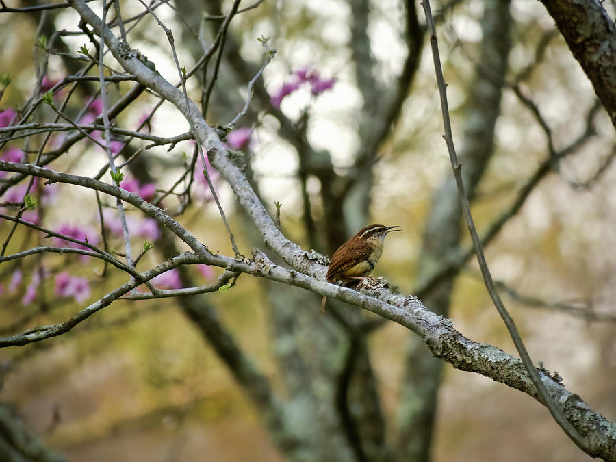 A Singing Carolina Wren in Spring Photograph by Rachel Morrison