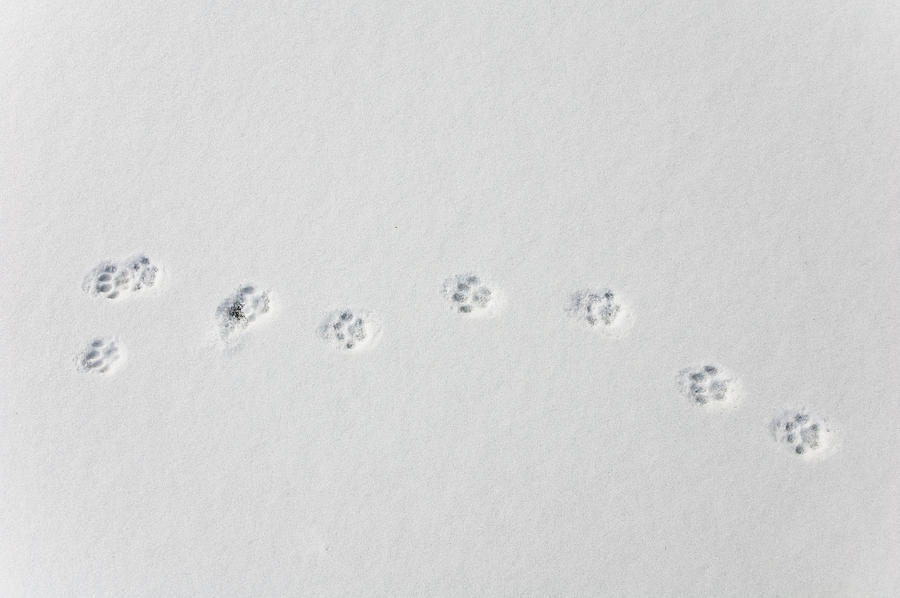A single animals foot prints in the snow Photograph by Generistock