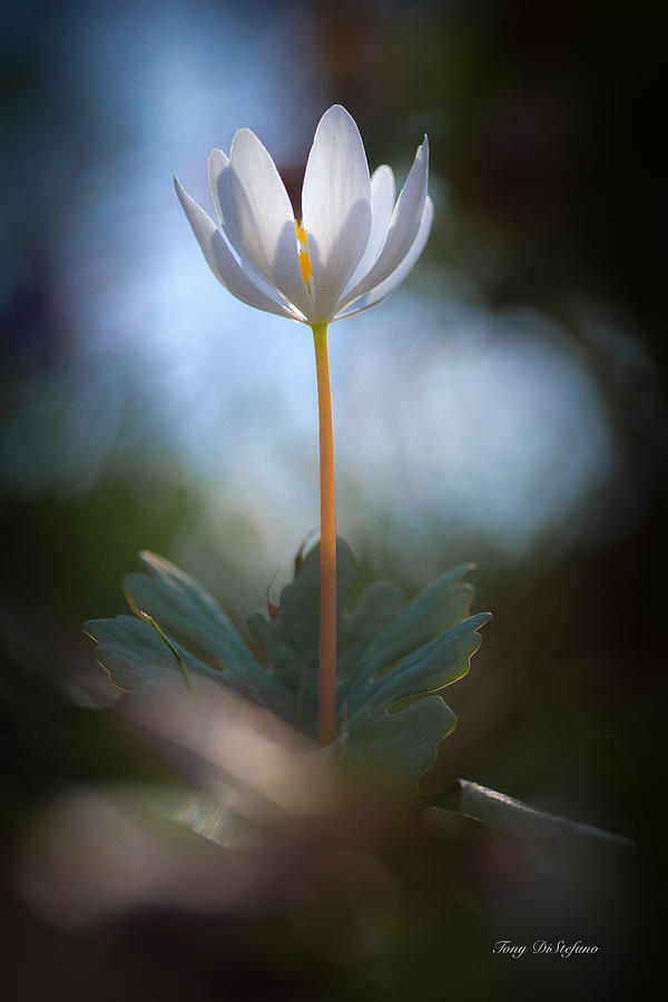 A single bloodroot  Photograph by Tony Distefano
