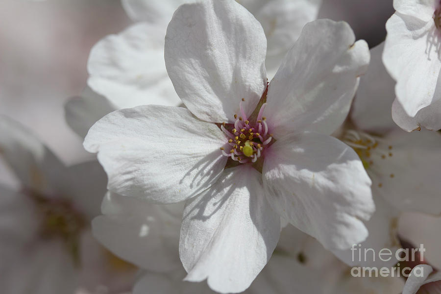 A single cherry tree flower Photograph by Agnes Caruso