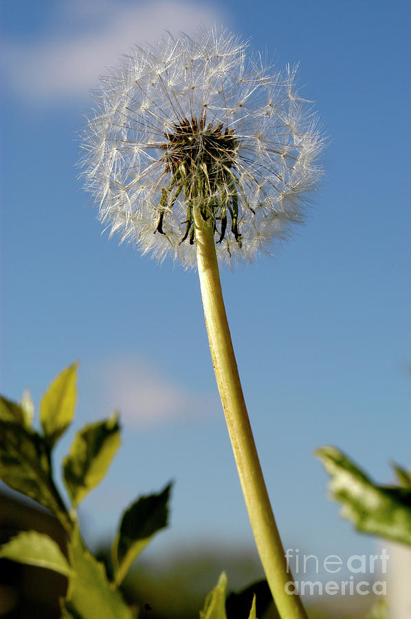 A single dandelion is ready to get blown by the wind Photograph by Gunther Allen