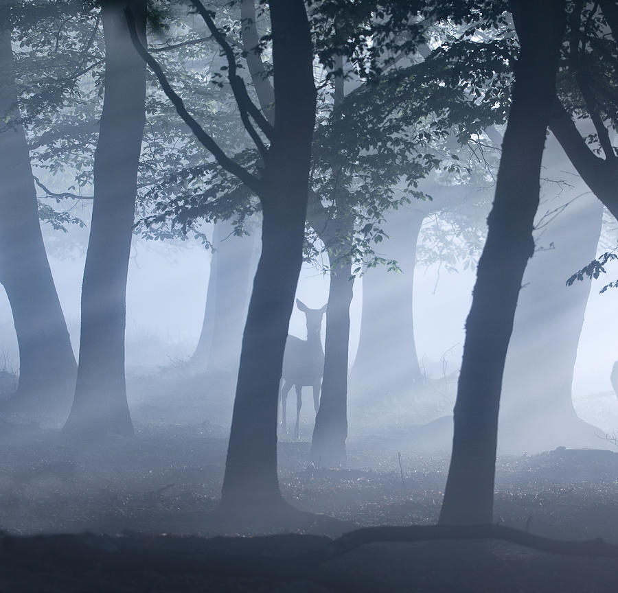 A single deer in an misty forest. Photograph by Alex Saberi