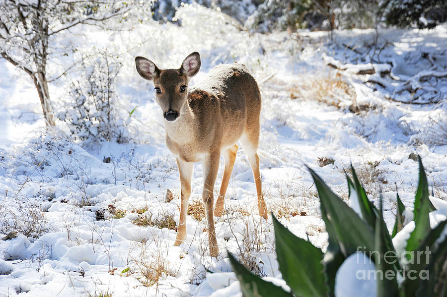 A single doe in the snow looking for food. Photograph by Gunther Allen