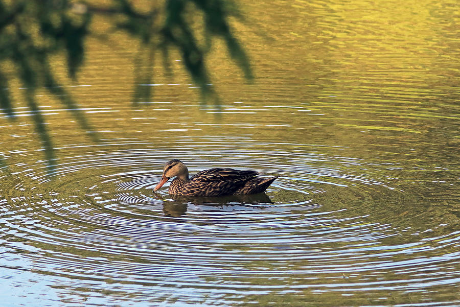 A single duck on a pond making ripples on water Photograph by Zen Rial