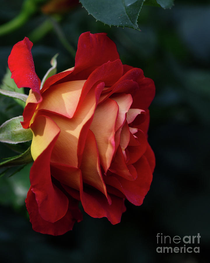 A single elegant orange and red rose Photograph by Abigail Diane Photography