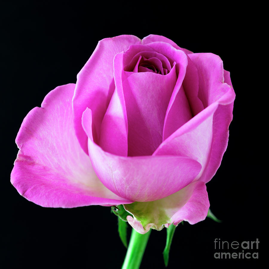 A Single English Rose Photograph by Wendy Wilton