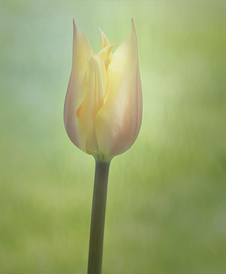 A Single Glowing Tulip  Photograph by Sylvia Goldkranz