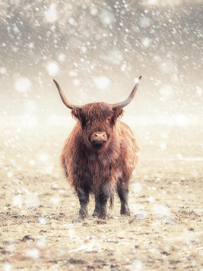 A Single Highland Cow During A Snow Storm Photograph