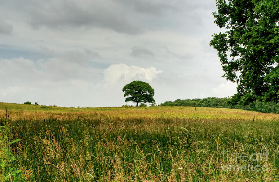 A Single Lone Tree On A Hill In The Hopwood Woods Nature Reserve 2021. Photograph