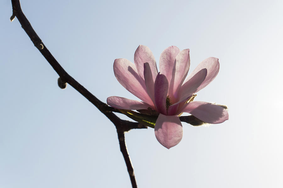 A Single Magnolia Blossom - Happy Springtime Floral Photograph by Georgia Mizuleva