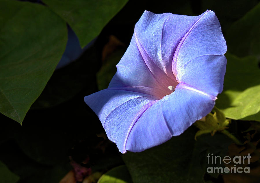 A single morning glory in full bloom  Photograph by Gunther Allen