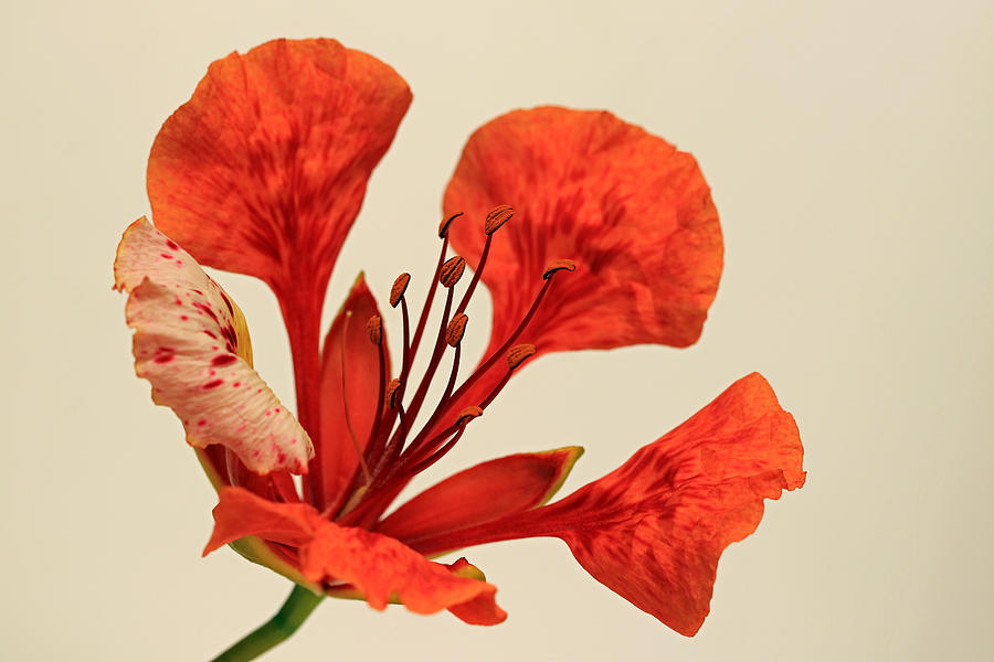 A single orange colored Royal Poinciana flower against cream background Photograph by Zen Rial