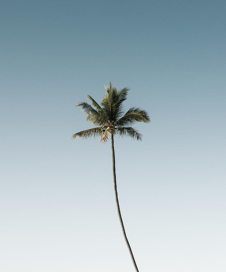 A Single Palm Tree Rising into a Clear Blue Sky Photograph by Jon Paciaroni
