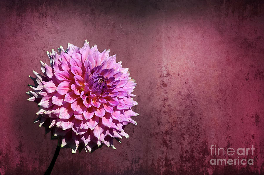 A Single Pink and Purple Dahlia flower on a stark contrasting background to make it pop. Photograph by Gunther Allen