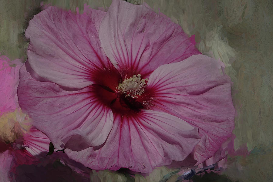 Summer Digital Art - A single pink Hibiscus blossom. by Rusty R Smith
