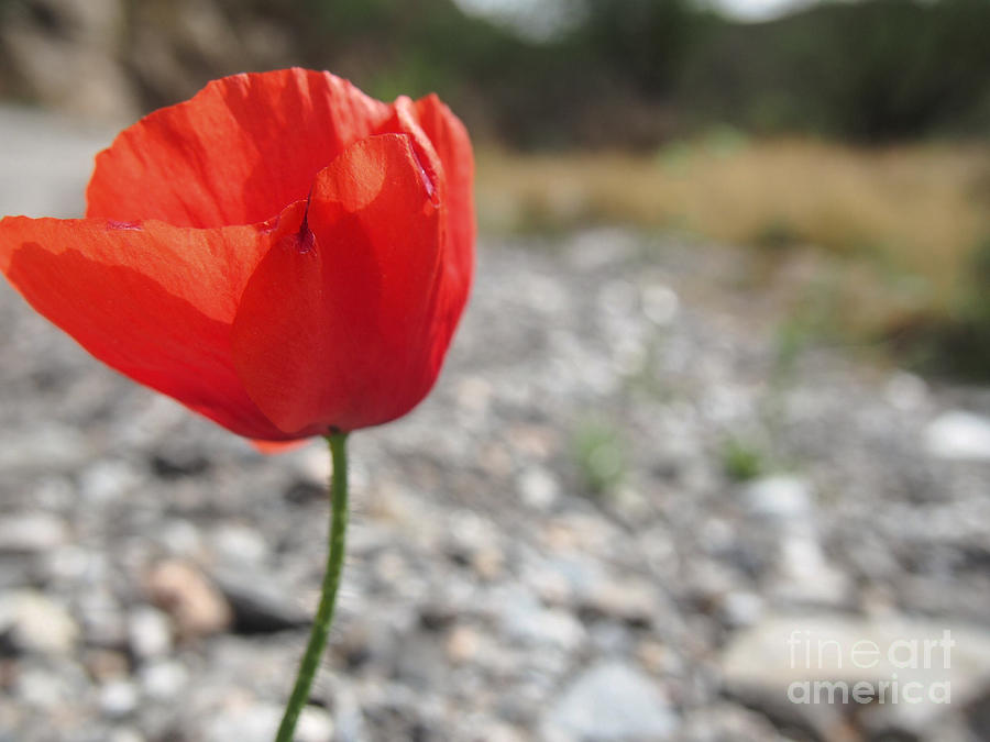 A single red poppy grows in the wild. Photograph by Boon Mee
