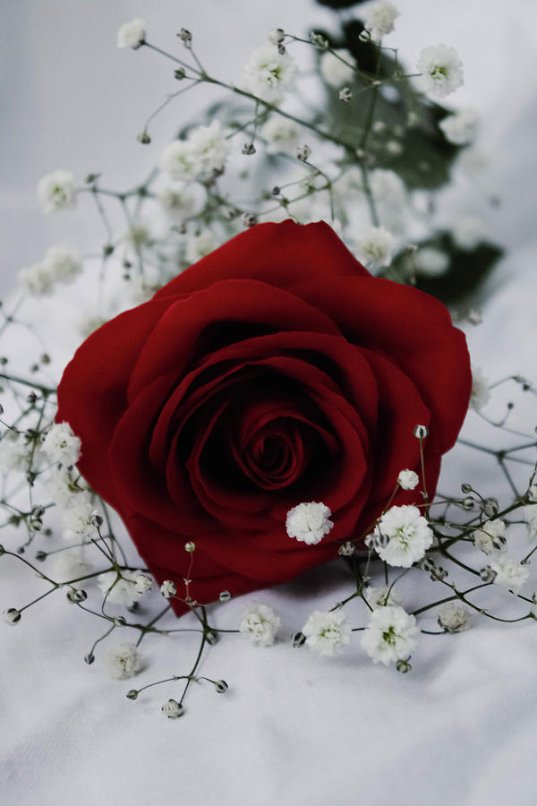 A Single Red Rose For Love Photograph