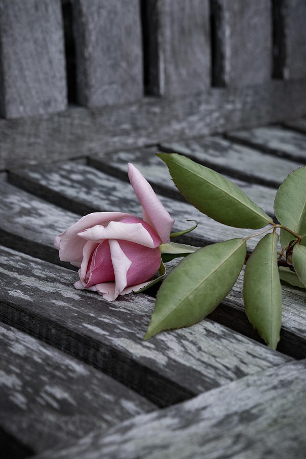 A Single Rose Photograph by Bonny Puckett