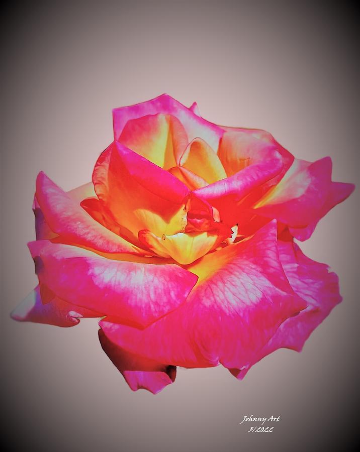 A Single Rose Photograph by John Anderson