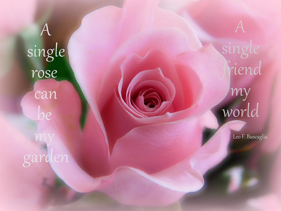 Rose Photograph - A single rose by Karen Cook