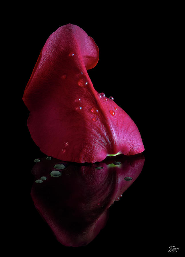 A Single Rose Petal Photograph by Endre Balogh