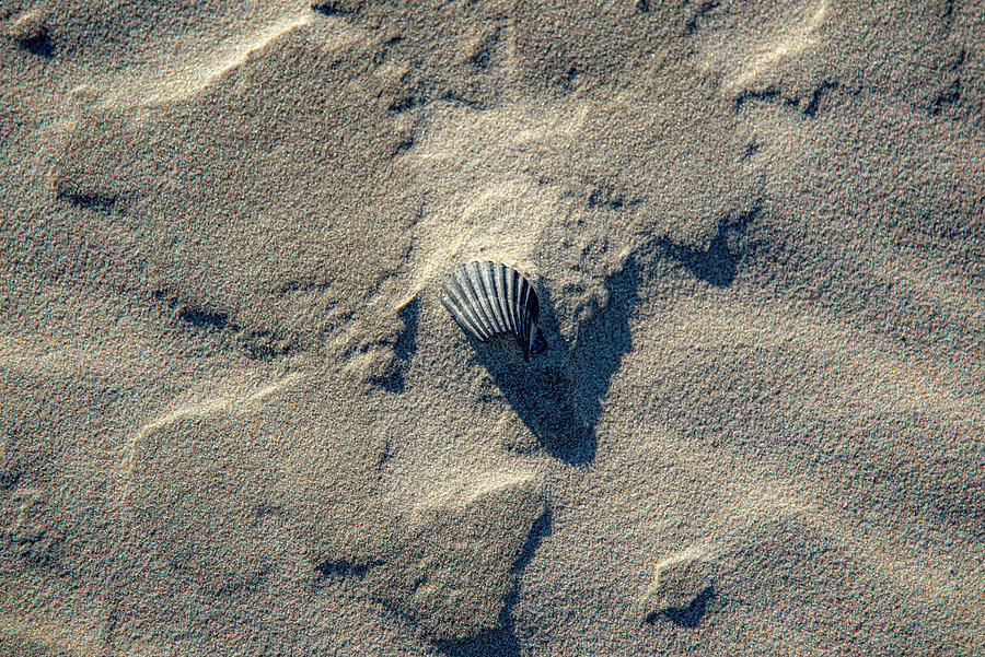 A Single Shell On The Beach Photograph
