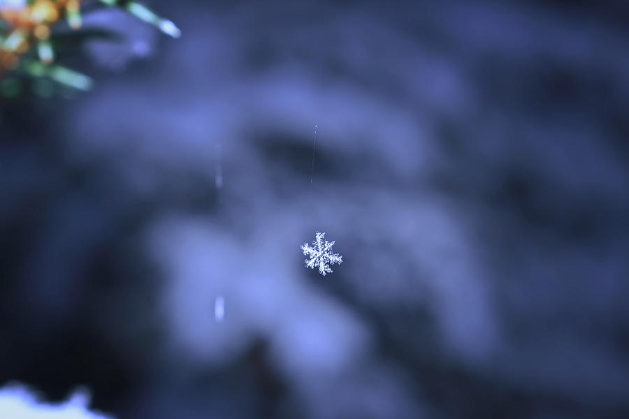 A single snowflake is dangling from spiders silk Photograph by Ulrich Kunst And Bettina Scheidulin