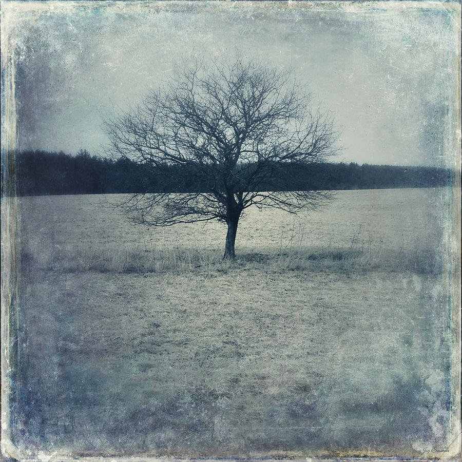 A Single Tree by Joy Sussman Photograph by Joy Sussman