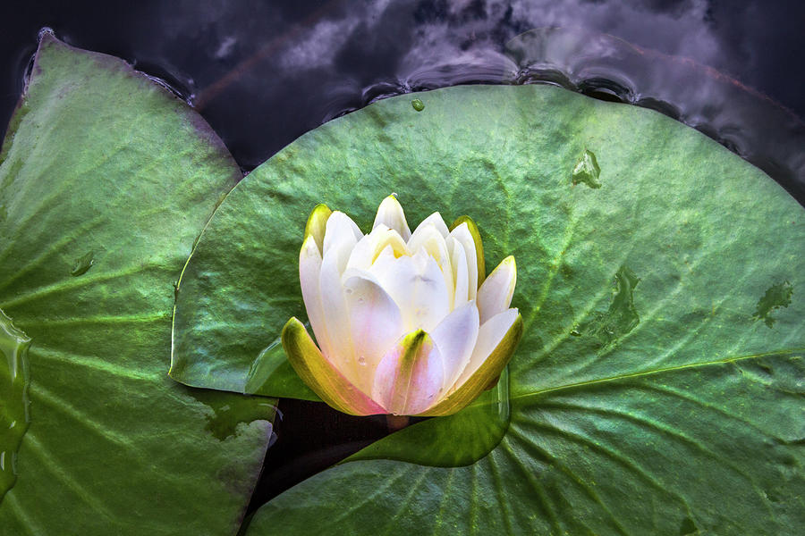 Lily Photograph - A Single Water Lily Floating by Debra and Dave Vanderlaan