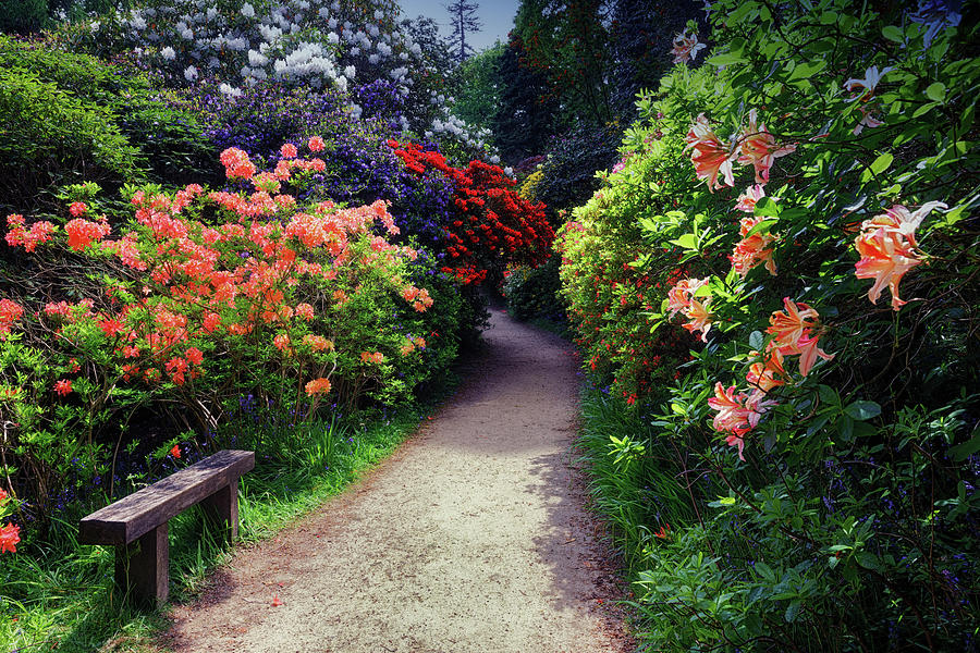 A sit and walk through an English Garden Photograph by John Gilham
