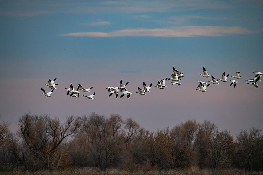 A Skein of Snow Geese - Sacramento NWR Photograph by Amazing Action Photo Video