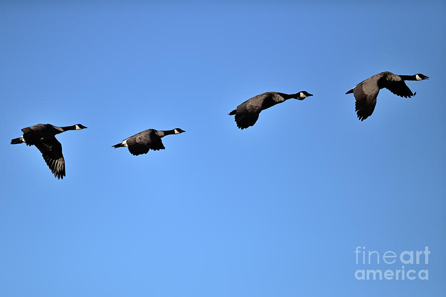 A Skein of Canada Geese Photograph by Amazing Action Photo Video