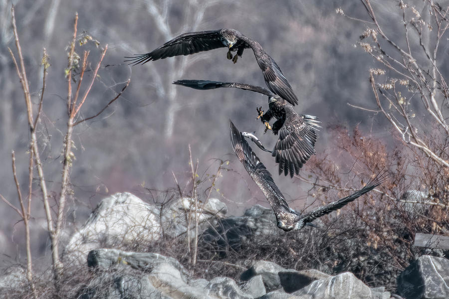 A Skirmish of Eagles Photograph by Wade Aiken